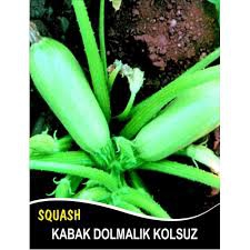 PAKET%20TOHUM%20-%20SAKIZ%20KABAK